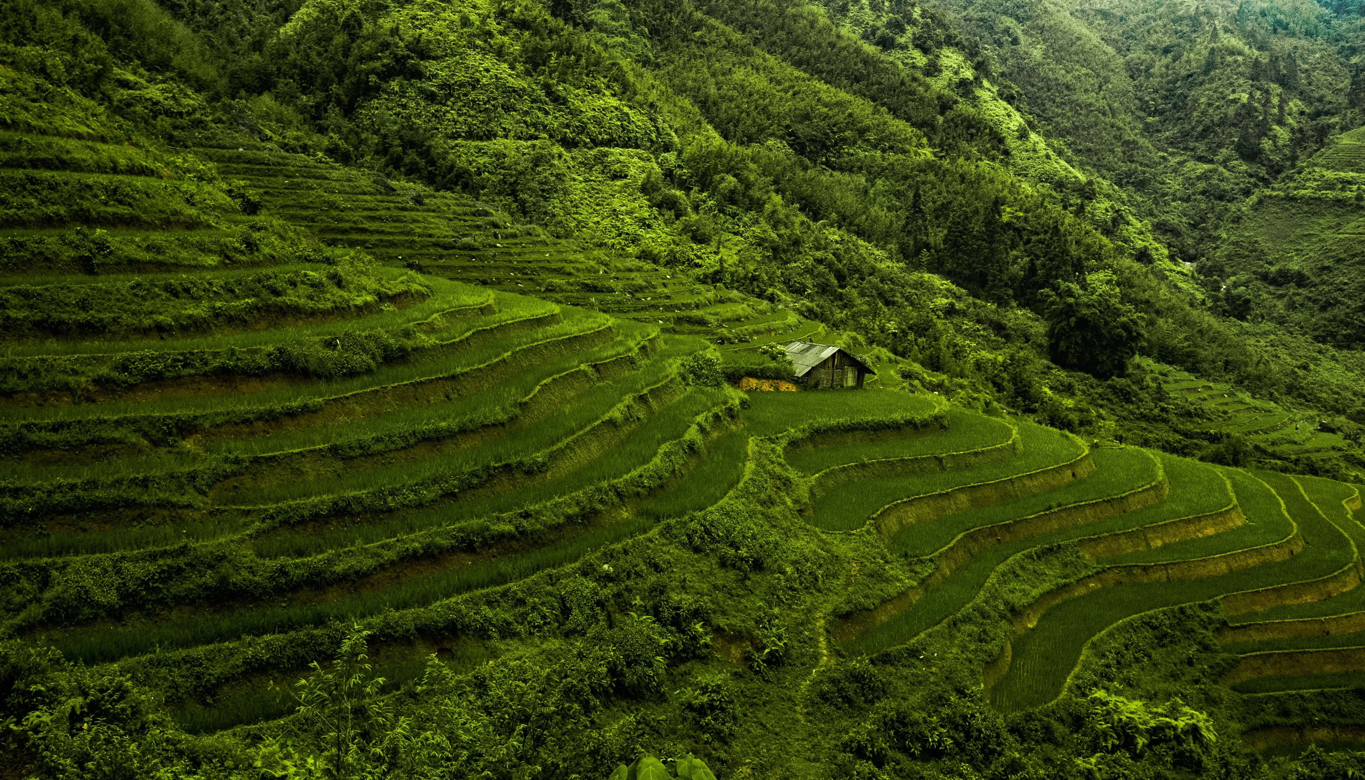 sapa