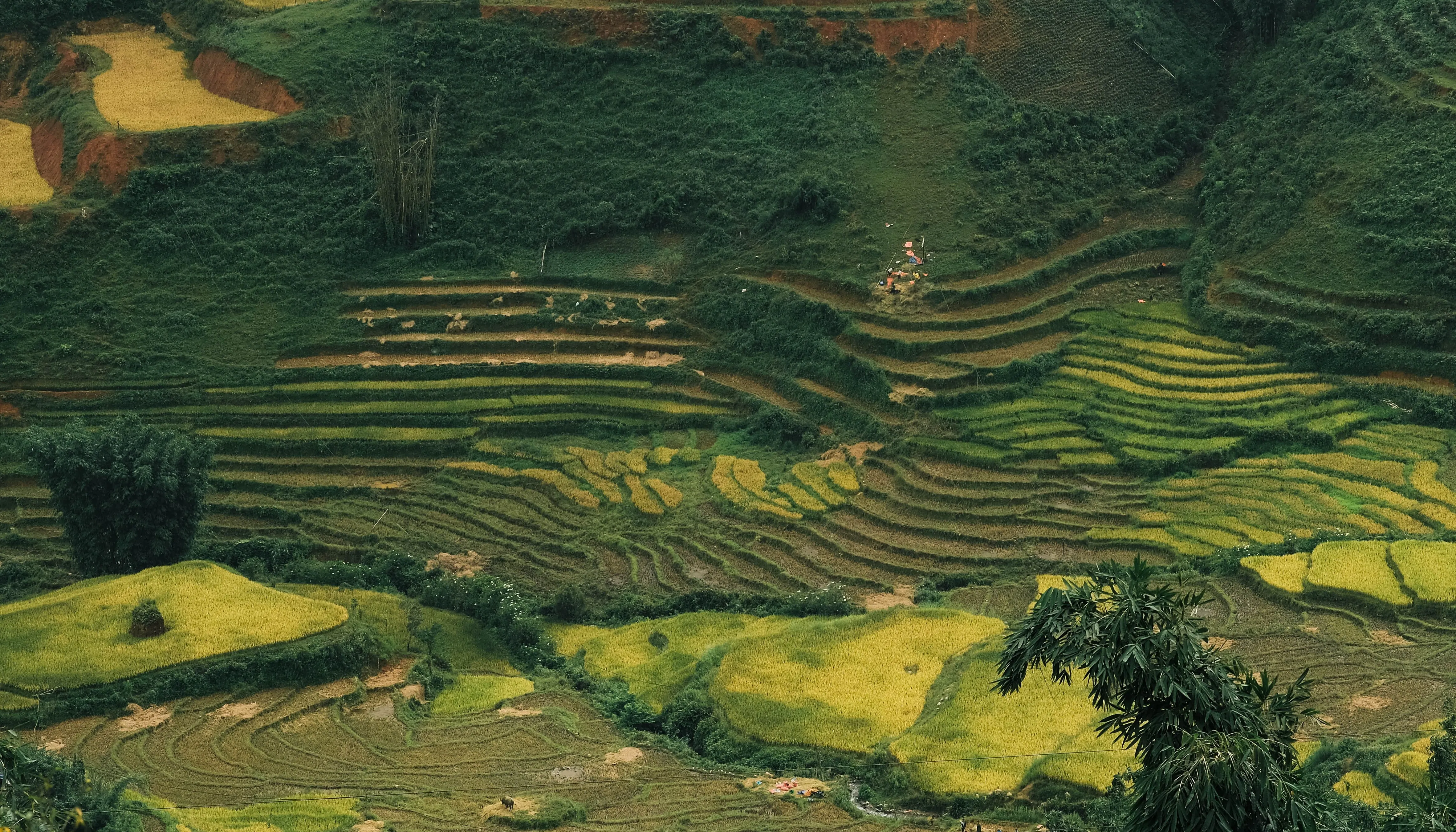 sapa